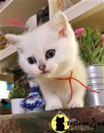 british shorthair kitten posted by SmilingCats