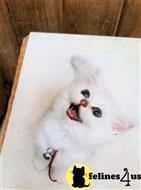 british shorthair kitten posted by SmilingCats