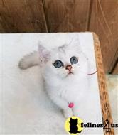 british shorthair kitten posted by SmilingCats