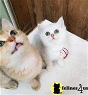 british shorthair kitten posted by SmilingCats