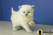 ragamuffin kitten posted by RagdollKittens