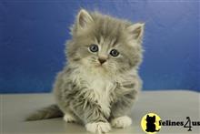 ragamuffin kitten posted by RagdollKittens