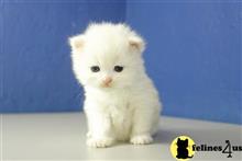 ragamuffin kitten posted by RagdollKittens
