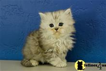 ragamuffin kitten posted by RagdollKittens