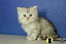 ragamuffin kitten posted by RagdollKittens