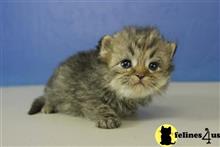 ragamuffin kitten posted by RagdollKittens
