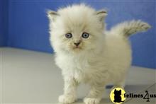 ragdoll kitten posted by RagdollKittens