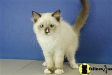 ragdoll kitten posted by RagdollKittens