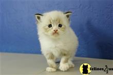 ragdoll kitten posted by RagdollKittens