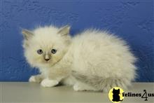 ragdoll kitten posted by RagdollKittens
