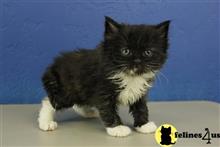 ragdoll kitten posted by RagdollKittens