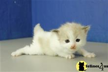 ragdoll kitten posted by RagdollKittens