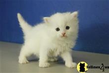 ragdoll kitten posted by RagdollKittens