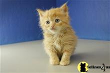 ragdoll kitten posted by RagdollKittens