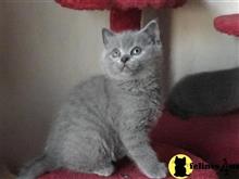 british shorthair kitten posted by bensonwilliams