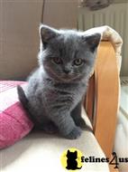 british shorthair kitten posted by bensonwilliams