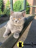british shorthair kitten posted by bensonwilliams
