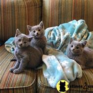 russian blue kitten posted by bensonwilliams