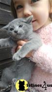 russian blue kitten posted by bensonwilliams