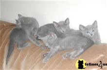 russian blue kitten posted by bensonwilliams