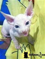 sphynx kitten posted by bensonwilliams
