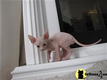 sphynx kitten posted by bensonwilliams