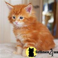 maine coon kitten posted by georgesbest