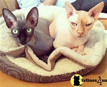 sphynx kitten posted by georgesbest