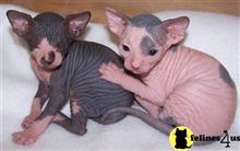 sphynx kitten posted by georgesbest