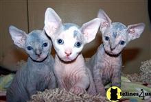 sphynx kitten posted by georgesbest