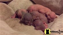 sphynx kitten posted by georgesbest