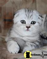 scottish fold kitten posted by 19tanechka