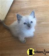 ragdoll kitten posted by Chasmak