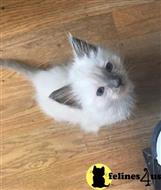 ragdoll kitten posted by Chasmak