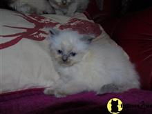ragdoll kitten posted by Chasmak