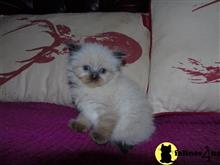 ragdoll kitten posted by Chasmak
