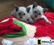 ragdoll kitten posted by Chasmak