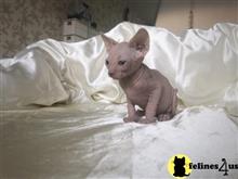 sphynx kitten posted by Chasmak