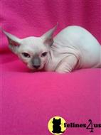 sphynx kitten posted by Chasmak