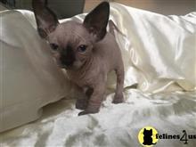 sphynx kitten posted by Chasmak