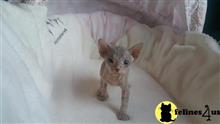 sphynx kitten posted by Chasmak