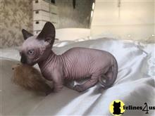 sphynx kitten posted by Chasmak