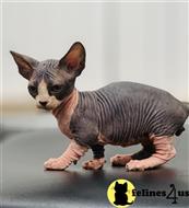 sphynx kitten posted by Chasmak