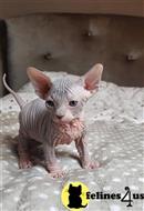 sphynx kitten posted by Chasmak