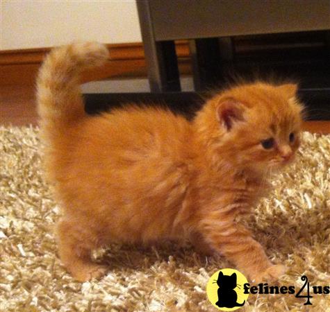 Cute orange Persian kitten - For Sale for sale