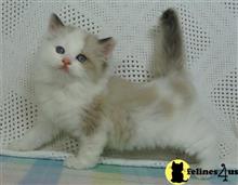 ragdoll kitten posted by walan958