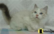 ragdoll kitten posted by walan958