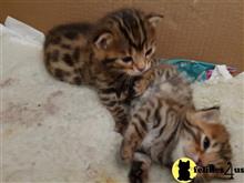 bengal kitten posted by bobbykle18
