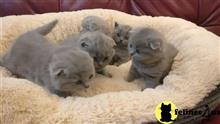 scottish fold kitten posted by bobbykle18