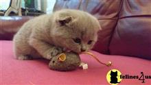 scottish fold kitten posted by bobbykle18